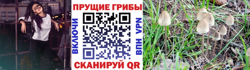 Галлюциногенные грибы Cubensis  hydra   Светлый 